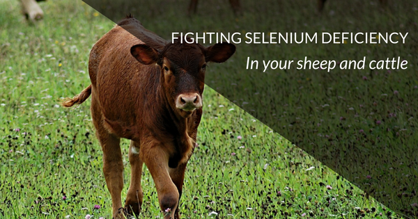 Selenium Deficiency in Sheep and Cattle Selenium Deficiency in Sheep and Cattle